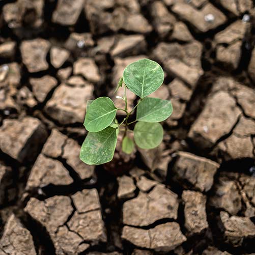 Planta sobre tierra árida